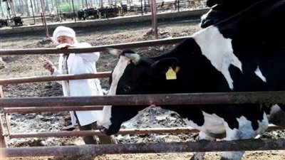 فحص 9255 رأس ماشية ضد البروسيلا و6885 رأس ضد السل البقري خلال٤ أشهر بالشرقية