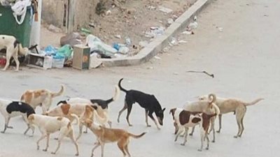 القضاء على كلب ضال عقر 12 شخصاً بطوخ