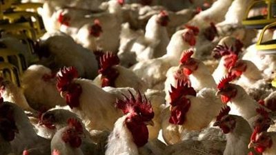 طبيب أمريكي يحذر من وباء جديد يقتل نصف سكان العالم بسبب الطيور