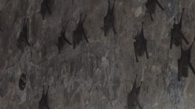 غلق منزل الخفافيش بالخانكة إسبوع ورشه بالمواد السامة