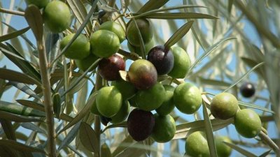 لمزارعي الزيتون تعرف علي التوصيات الفنية للحفاظ على الثمار خلال شهر يوليو