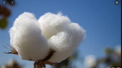 تعرف على أول رد فعل من الفلاحين علي زراعة 250 فدانا من القطن قصير التيلة