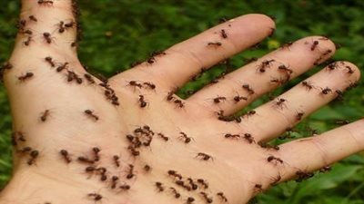 طيب الله ذكر النمل فى القرآن ..فهل يجوز قتله ..الافتاء تجيب