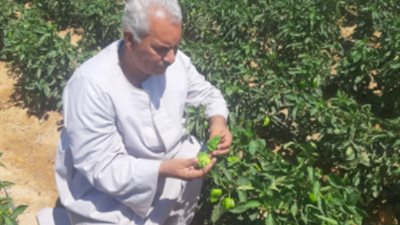 نقيب عام الفلاحين 