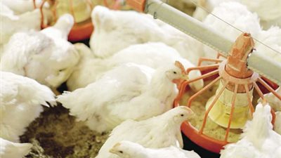 نقيب الفلاحين: صناعة الدواجن من انجح الصناعات الزراعيه بمصر