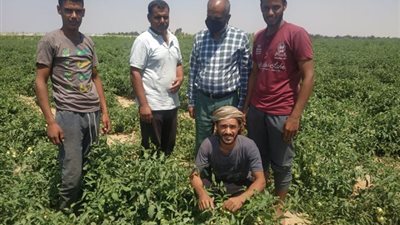 زراعة الإسماعيلية تكثف متابعة محصول الطماطم طفرة إنتاجية بتكاليف أقل.صور