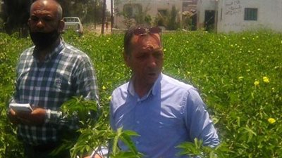 مدير المكافحة بوزارة الزراعة يتفقد محصول القطن بالإسماعيلية .صور