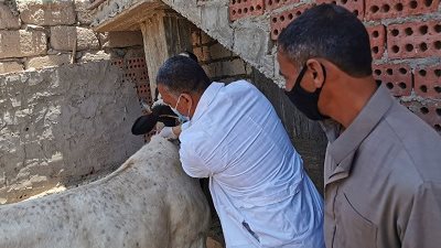 الزراعة: تحصين أكثر من 2 مليون رأس ماشية ضد مرض الحمي القلاعية
