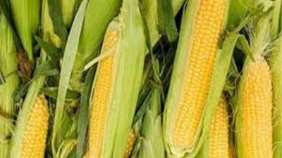 الزراعة تطمئن على حقول انتاج تقاوي الذرة بالدقهلية