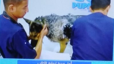 لأول مرة فى مصر.. رعاية الكلاب 