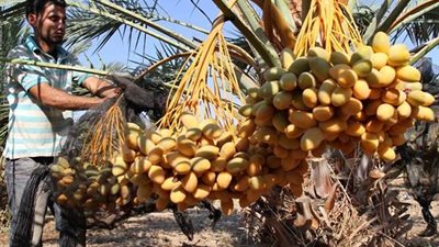 قنا تكافح ايدز النخيل بفحص 278 ألف و595 نخلة