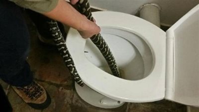 ثعبان ضخم يلدغ سيدة داخل مرحاض .. صور