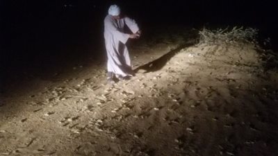 الزراعة تقضى على الجراد الصحراوي قبل دخوله البلاد
