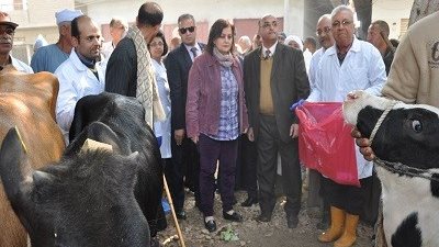 نائب وزير الزراعة : تسلم عقود رؤوس ماشية عشار للمرأة المعيلة