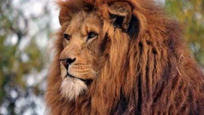 أبرز 10 معلومات عن هجوم أسد على معدة فى ماسبيرو