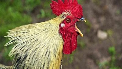 بسبب ديك .. تغريم مُسن إيطالي 166 يورو