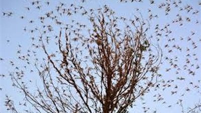 شاهد.. لأول مرة.. جراد يساعد البشر باكتشاف نترات الأمونيوم والمتفجرات