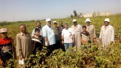 بشائر الذهب الأبيض .انطلاق موسم جني القطن في الإسماعيلية.صور