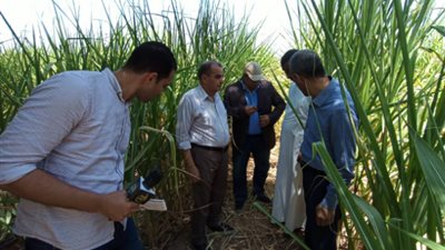 مسئولو الزراعة في قنا والواحات البحرية لتوعية المزارعين بأهمية التحول لنظم الري الحديثة