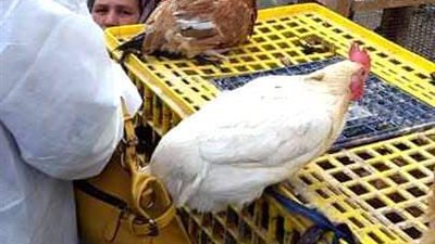بيطري الشرقية يُحصن 32 ألفا و700 طائر ضد مرض أنفلونزا الطيور للحفاظ على الثروة الداجنة