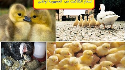 أسعار الكتاكيت اليوم السبت 3 من أكتوبر 2020