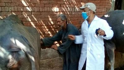 الزراعة: تحصين 2 مليون و٢٠٠ ألف رأس ماشية ضد مرض الحمي القلاعية و الوادي المتصدع