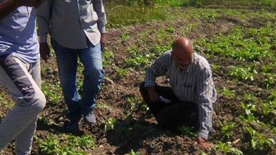 استعدادات مبكرة لمحصول بنجر سكر ناجح في الإسماعيلية .صور