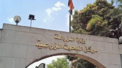 البحوث الزراعية: القطن المصري دخل موسوعة جينيس للأرقام القياسية.. فيديو