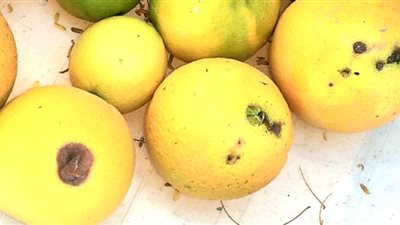 معهد وقاية النباتات ينظم دورة تدريبية حول مكافحة آفات الموالح غداً