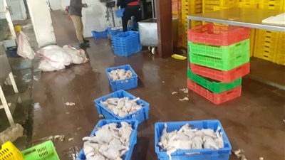 محافظ أسيوط يعلن ضبط 11 طن و700 كيلو لحوم دواجن غير صالحة للاستهلاك الادمى