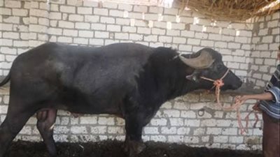 جاموسة تدهس صاحبها حتى الموت بإسنا جنوب محافظة الأقصر
