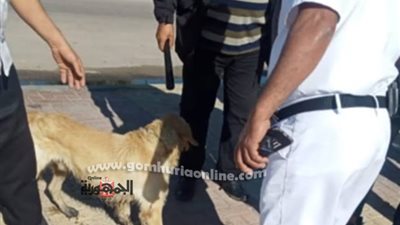 حى الجمرك يواصل جهوده للارتقاء بالخدمات والحفاظ على الانضباط