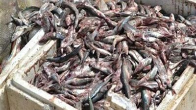 ضبط طن و٤٥٠ كيلو أسماك غير صالحة للاستهلاك الادمي بالشرقية