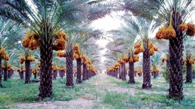 إنتاج مصر من التمور يبلغ 1.4 مليون طن.. وعدد النخيل على مستوى العالم يقدر بـ142 مليون نخلة