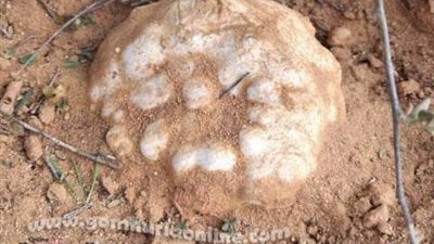 فطر الترفاس علاج ودواء وينبت طبيعي في صحراء مطروح