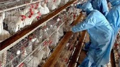 التشيك تعلن تفشي فيروس إنفلونزا الطيور في مزرعة دواجن