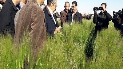 ابو ستيت موقع الكترونى للارشادالزراعى