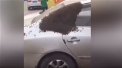 بالفيديو.. النحل يهاجم السيارات.. ويثير فزع المواطنين