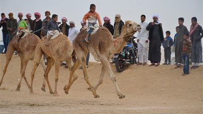 الاتحاد الأفريقي لسباقات الهجن رئاسة مصرية و انطلاقة عالمية
