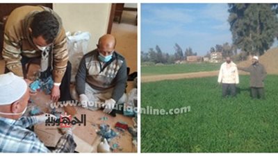زراعة المنوفية : حملة صيانة محصول القمح بإستخدام طـُعـم الراكومين