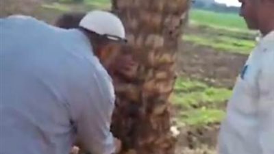 جــهود مــديرية الزراعة بالمنوفية فى مــواجهه آفة ســوســة النـــخيل .. تعرف عليها