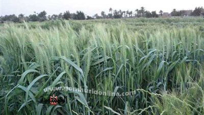 زراعة المنوفية .. نصائح لتفادى الأضرار السلبية التى تسببها سوء الاحوال الجوية على الزراعات