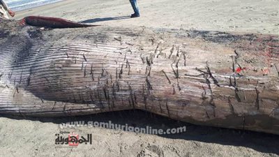 المعهد القومى لعلوم البحار: العثور على حوت نافق بقطاع الدلتا الإنتاجى (بركة غليون)
