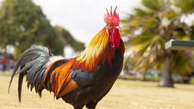 ديك يقتل صاحبه.. والشرطة تحتجزه