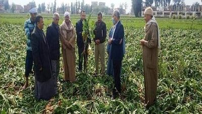 الشرقية تُنفذ يوم حصاد لحقل إرشادي مزروع بمحصول بنجر السكر
