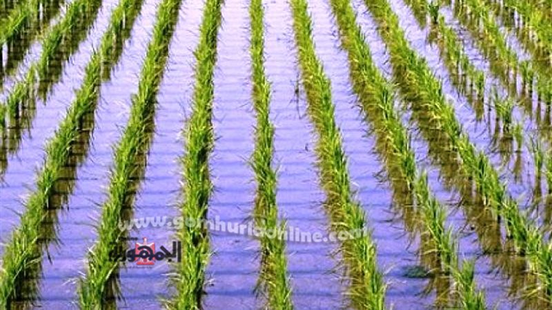 زراعات الأرز والرى