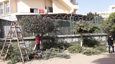 بالصور..حملة لتقليم الأشجار بشارع الاستاد بمنطقة فلل جامعة الزقازيق