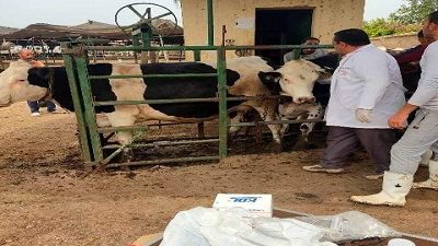 بيطري الشرقية تفحص 1517 رأس ماشية ضد البروسيلا و السل البقرى