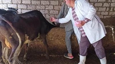 تحصين 44 ألف رأس ماشية بالشرقية