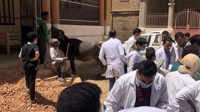 جامعة سوهاج تطلق قوافلها البيطرية لقريتي الفراسية والعوامر وتعالج ١٠٩١ حالة